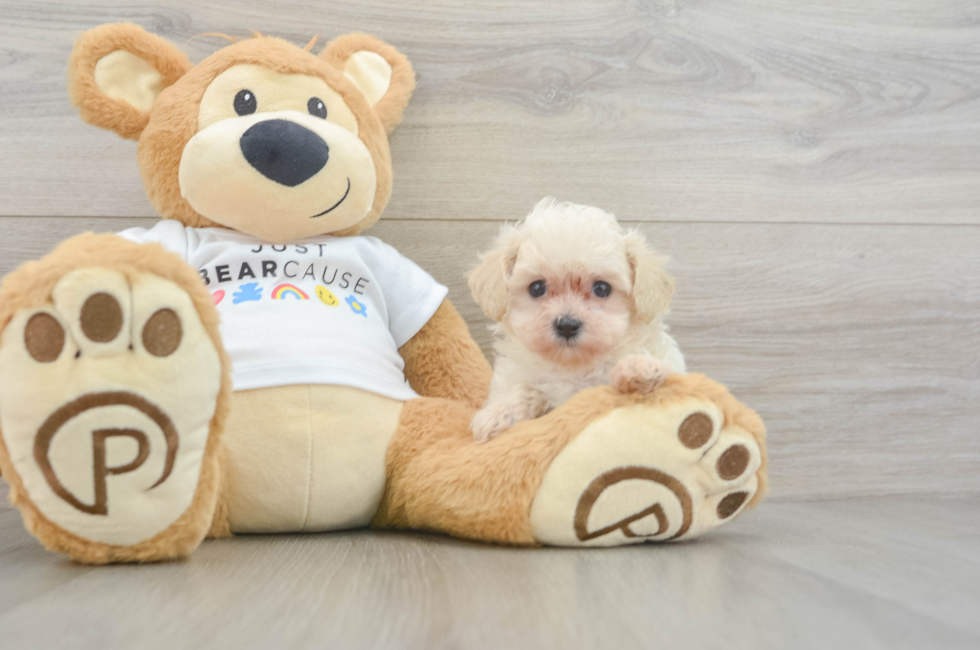 7 week old Maltipoo Puppy For Sale - Premier Pups