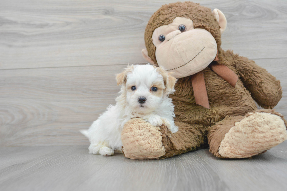 Maltipoo Pup Being Cute