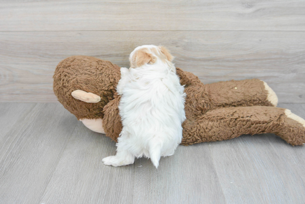 Maltipoo Pup Being Cute