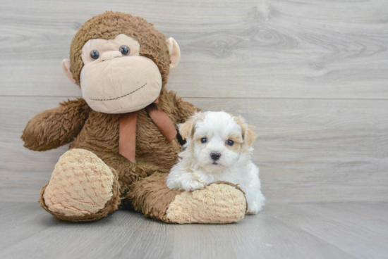 Maltipoo Pup Being Cute