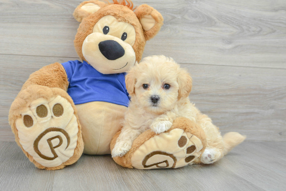 Best Maltipoo Baby