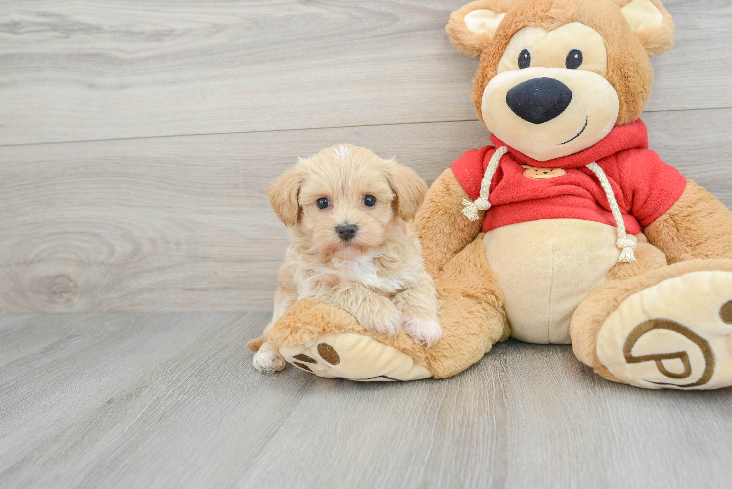 Funny Maltipoo Poodle Mix Pup