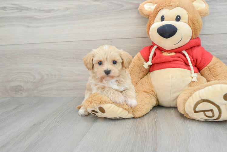 Funny Maltipoo Poodle Mix Pup