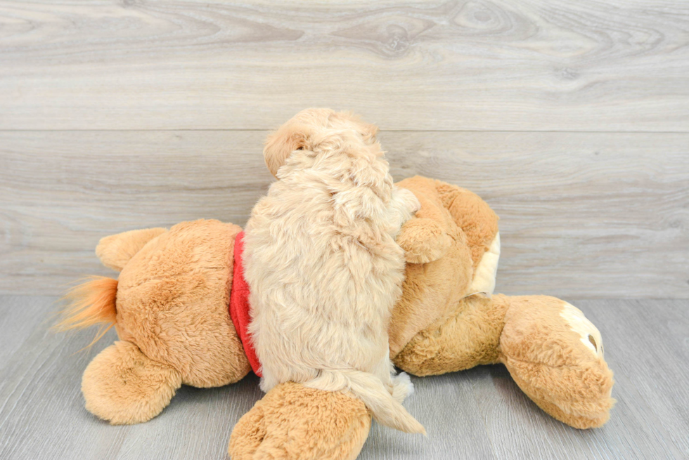 Fluffy Maltipoo Poodle Mix Pup