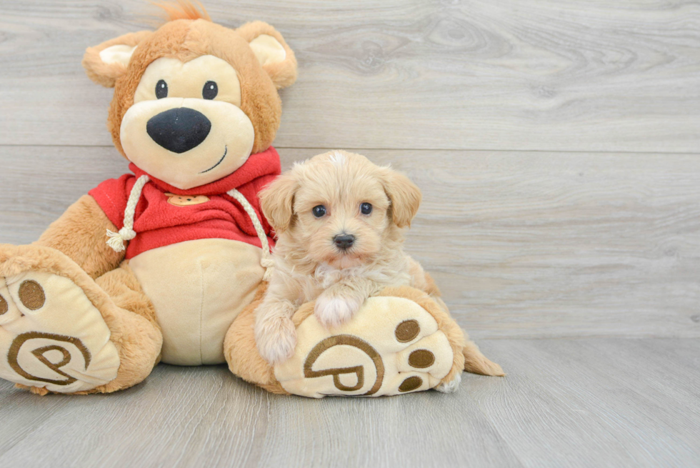 Adorable Maltepoo Poodle Mix Puppy