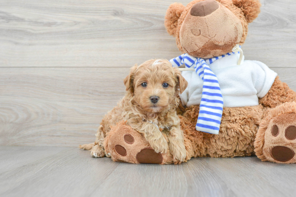 Maltipoo Puppy for Adoption