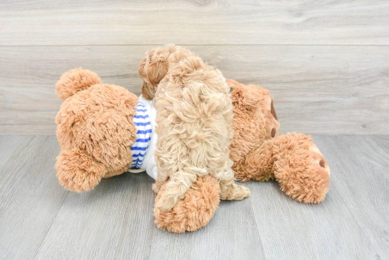 Meet Pete - our Maltipoo Puppy Photo 2/3 - Premier Pups
