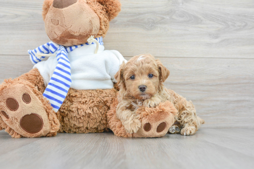 Energetic Maltese Poodle Poodle Mix Puppy