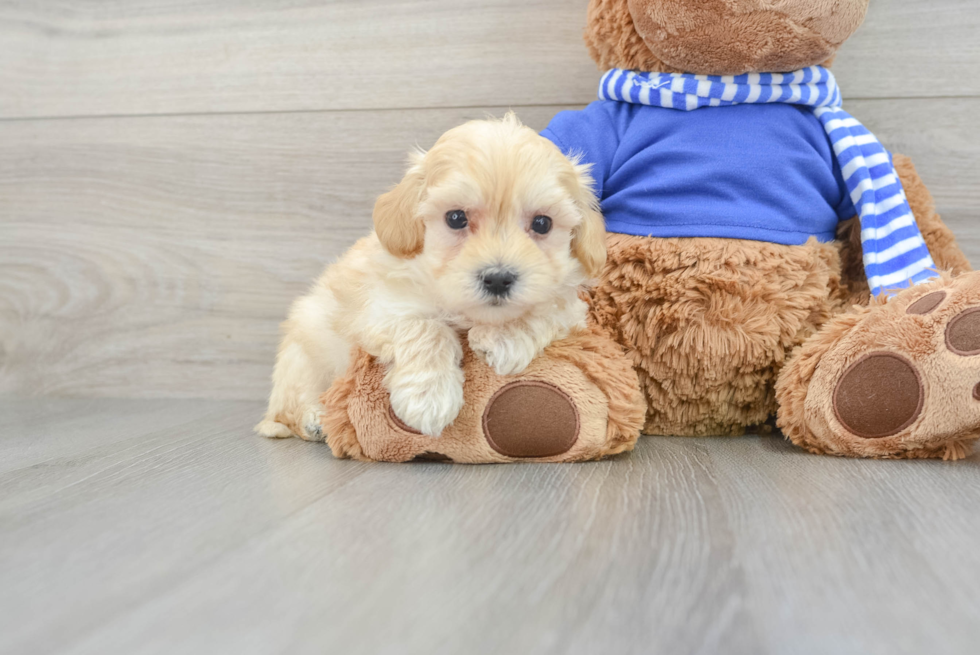 Best Maltipoo Baby