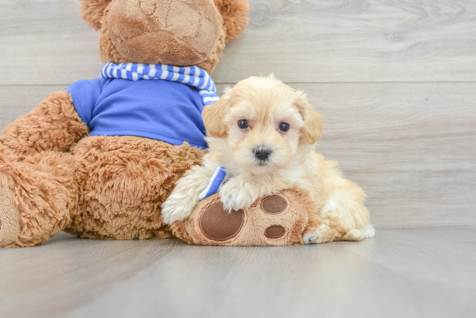 Hypoallergenic Maltese Poodle Poodle Mix Puppy