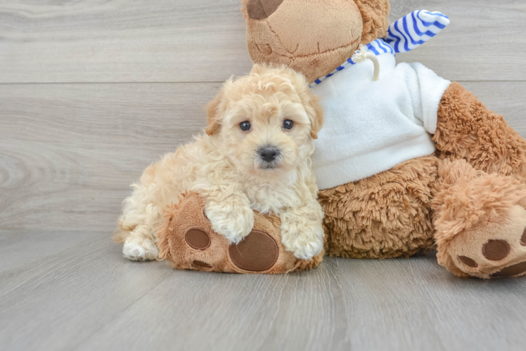 Smart Maltipoo Poodle Mix Pup