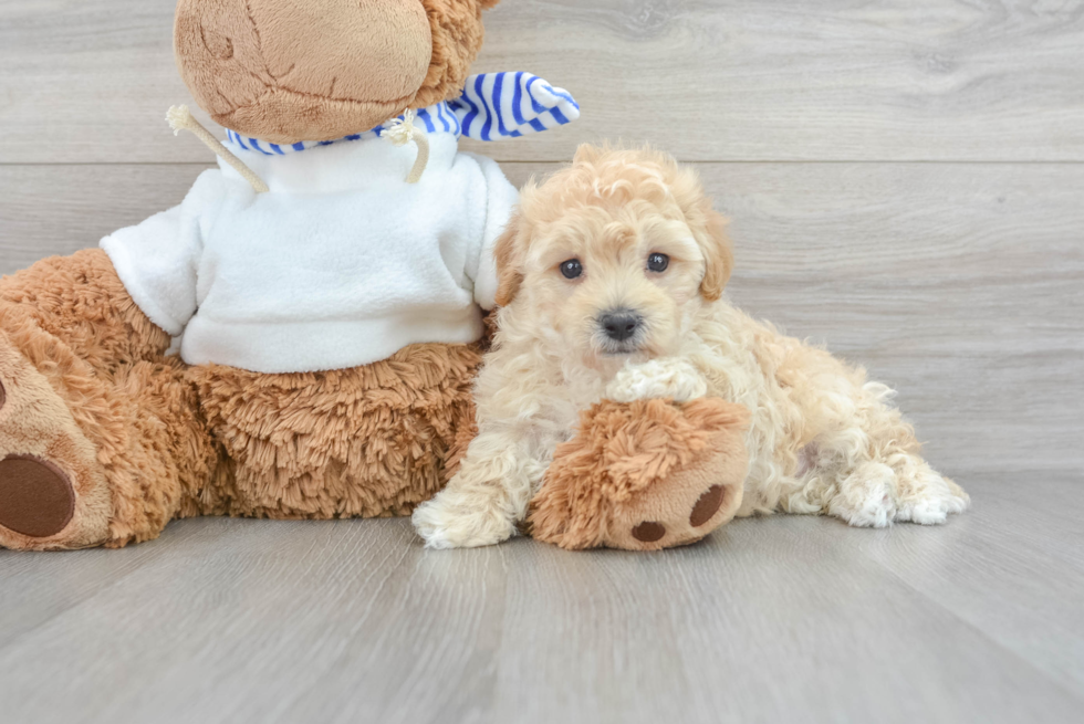 Small Maltipoo Baby