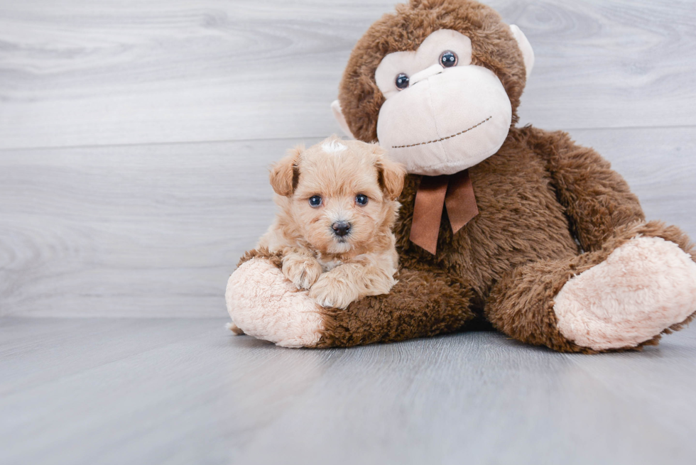 Maltipoo Puppy for Adoption