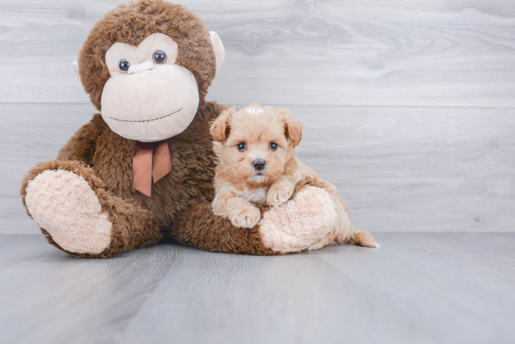 Maltipoo Pup Being Cute