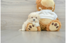 Adorable Maltidoodle Poodle Mix Puppy