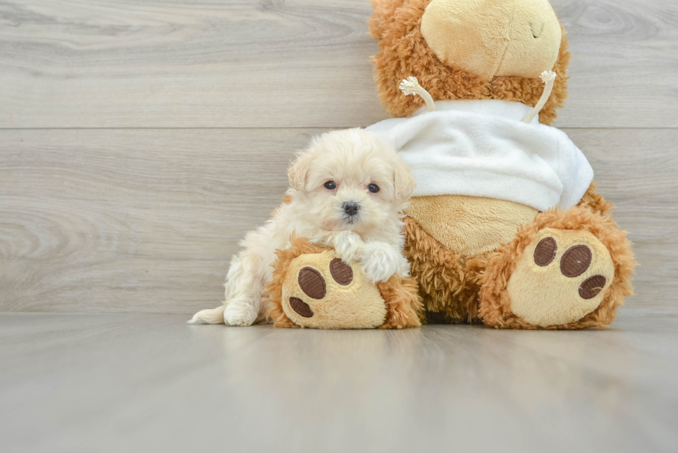 Adorable Maltidoodle Poodle Mix Puppy