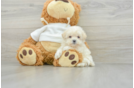 Maltipoo Pup Being Cute