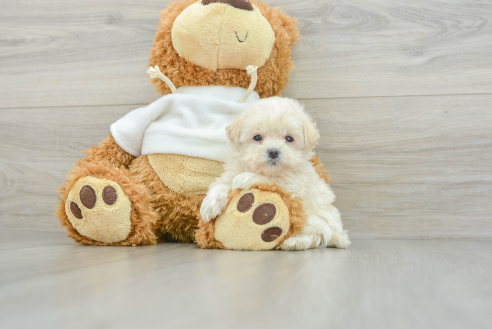 Maltipoo Pup Being Cute