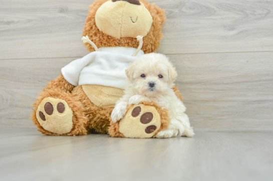 Maltipoo Pup Being Cute