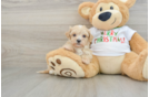 Best Maltipoo Baby