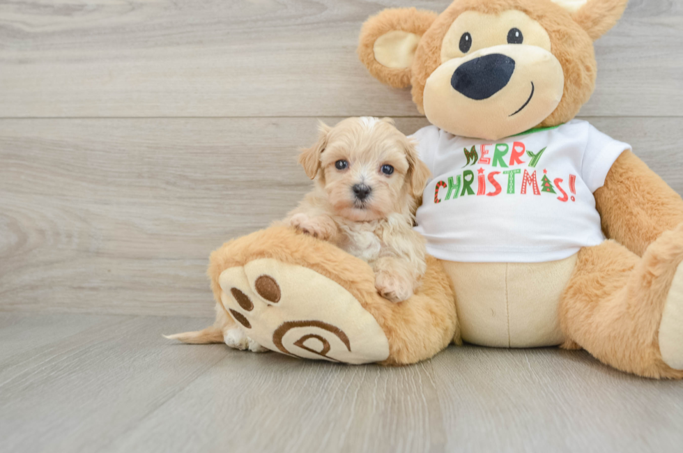 6 week old Maltipoo Puppy For Sale - Premier Pups