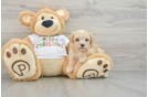 Maltipoo Puppy for Adoption