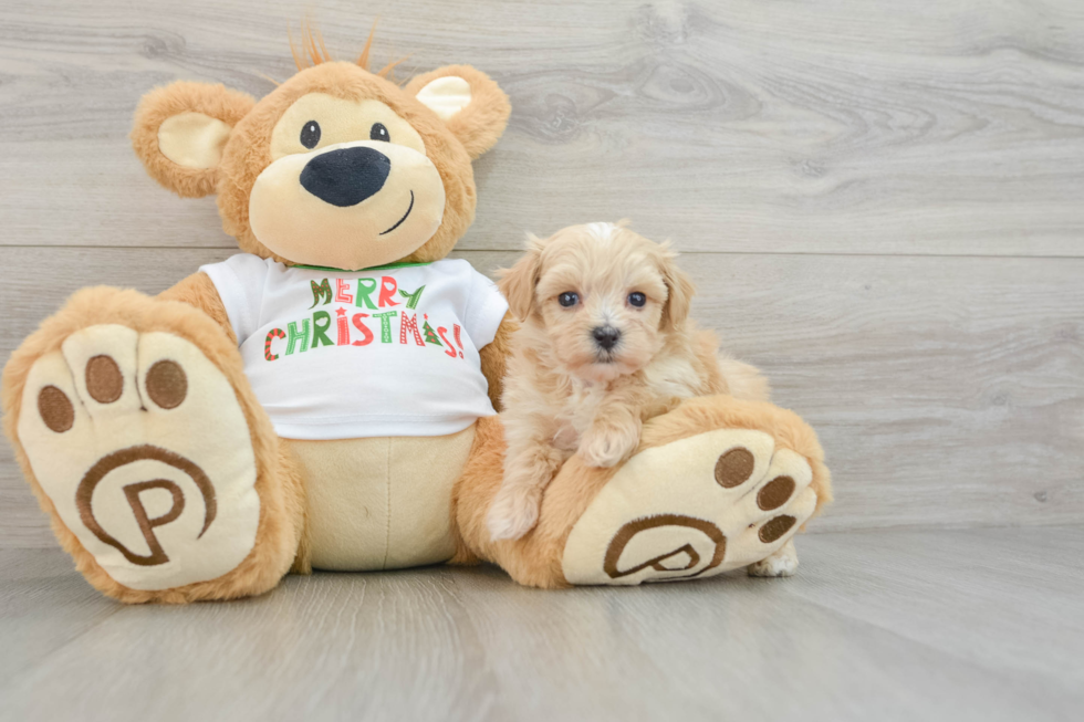 Maltipoo Puppy for Adoption