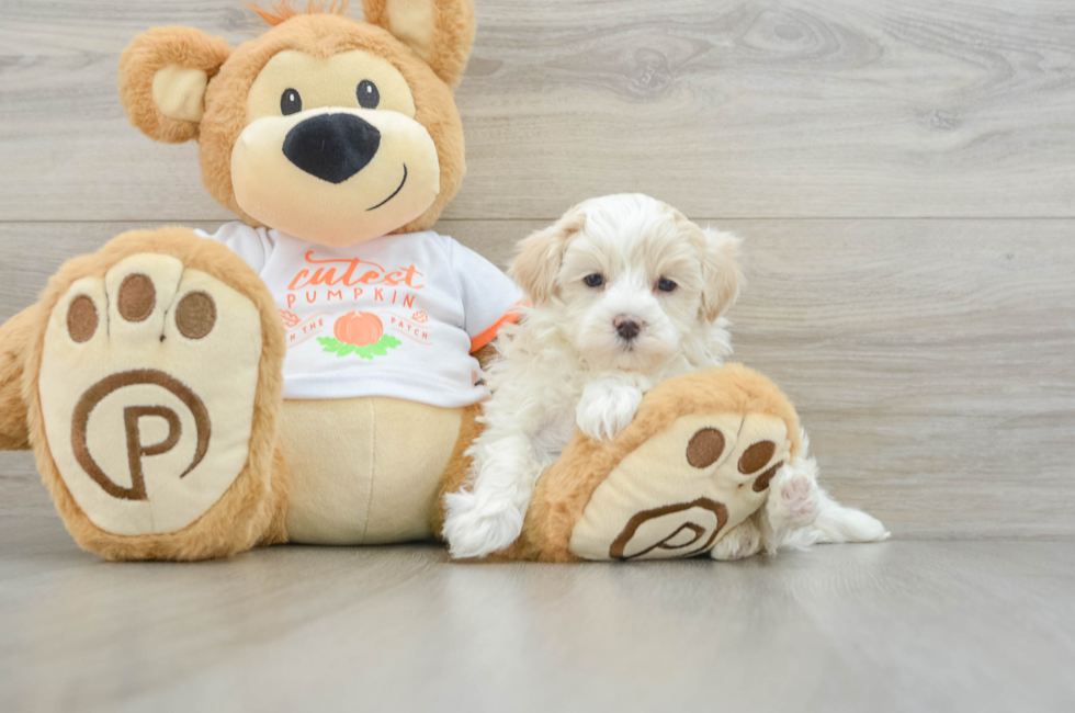 6 week old Maltipoo Puppy For Sale - Premier Pups