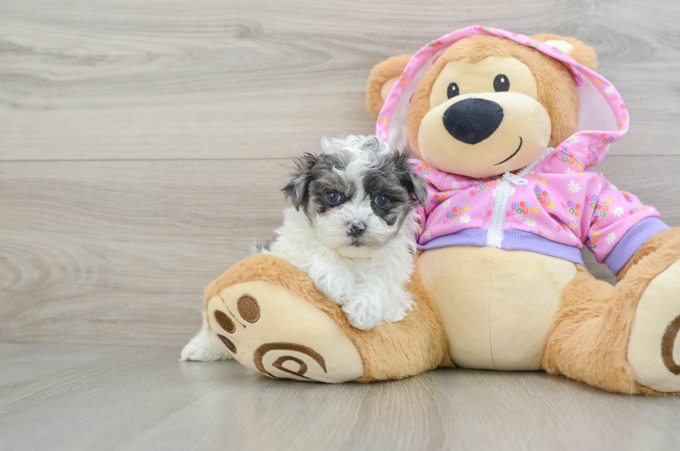 8 week old Maltipoo Puppy For Sale - Premier Pups