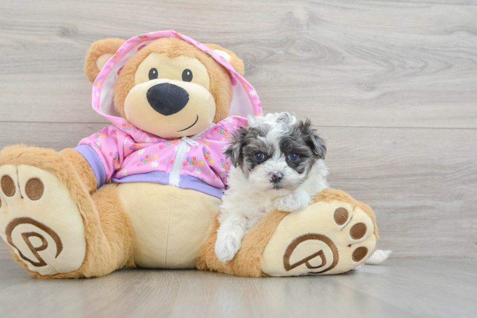 Sweet Maltipoo Baby