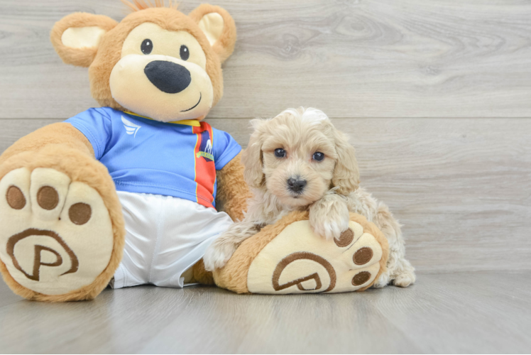 Maltipoo Puppy for Adoption