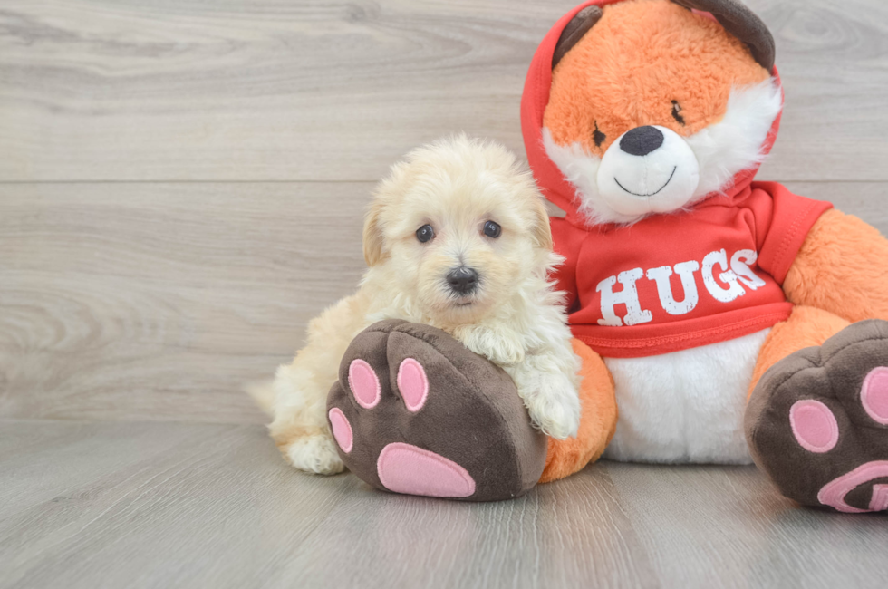 5 week old Maltipoo Puppy For Sale - Premier Pups