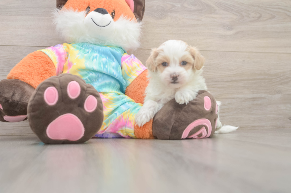 5 week old Maltipoo Puppy For Sale - Premier Pups