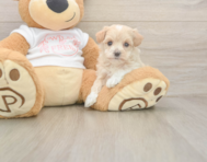7 week old Maltipoo Puppy For Sale - Premier Pups