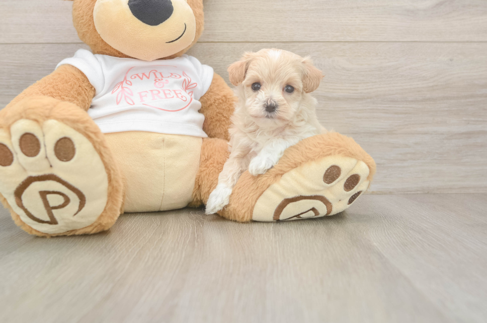 5 week old Maltipoo Puppy For Sale - Premier Pups