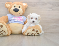 9 week old Maltipoo Puppy For Sale - Premier Pups