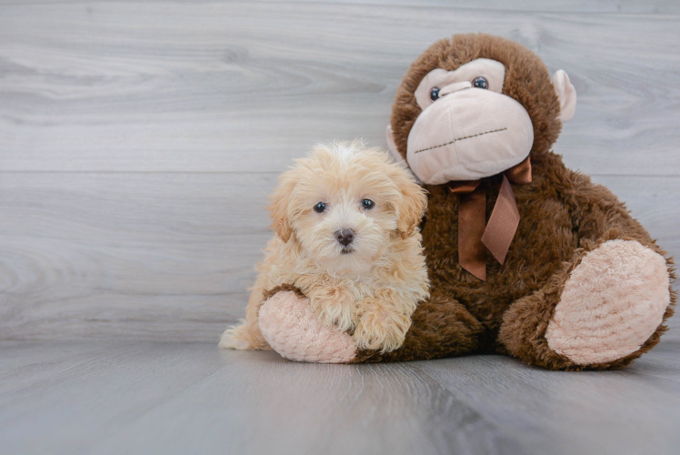 Maltipoo Pup Being Cute