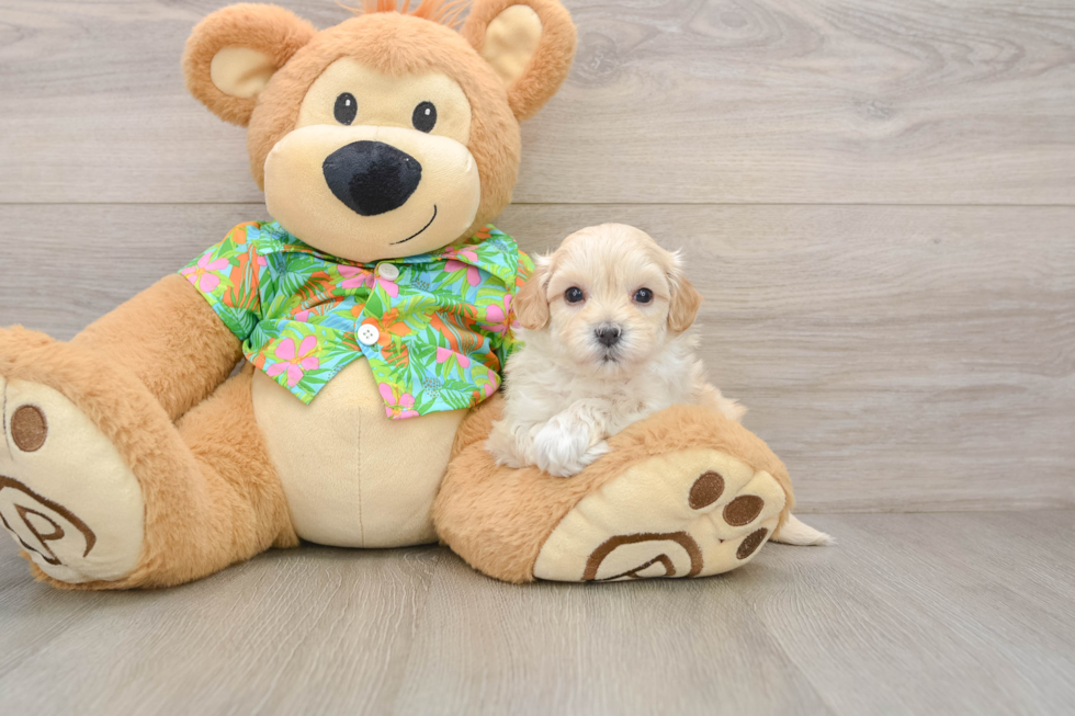 Fluffy Maltipoo Poodle Mix Pup