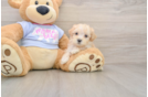 Best Maltipoo Baby