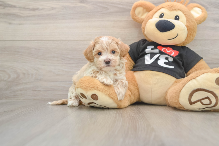 Best Maltipoo Baby