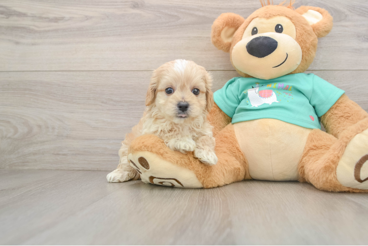 Maltipoo Puppy for Adoption