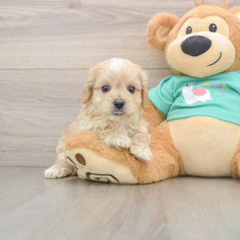 Maltipoo Puppy for Adoption