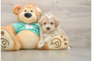 Maltipoo Puppy for Adoption