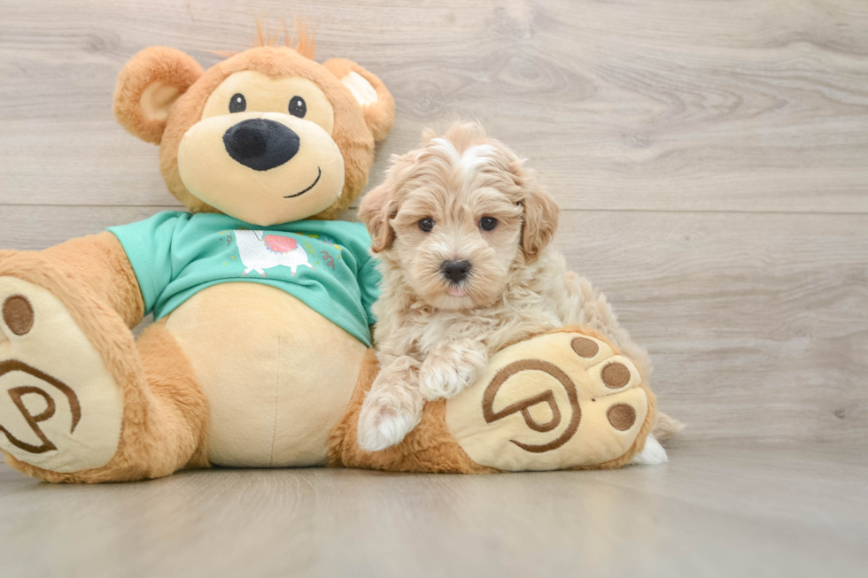 Maltipoo Puppy for Adoption
