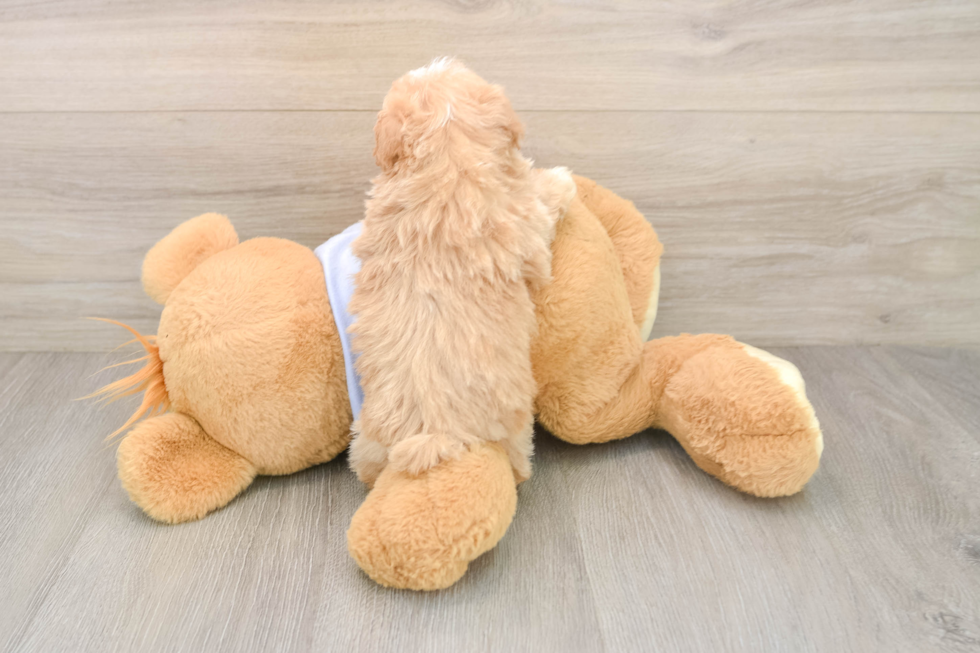 Maltipoo Puppy for Adoption
