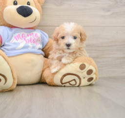 6 week old Maltipoo Puppy For Sale - Premier Pups