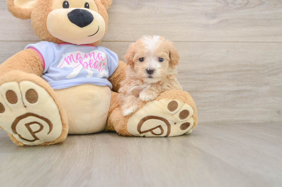 Maltipoo Puppy for Adoption