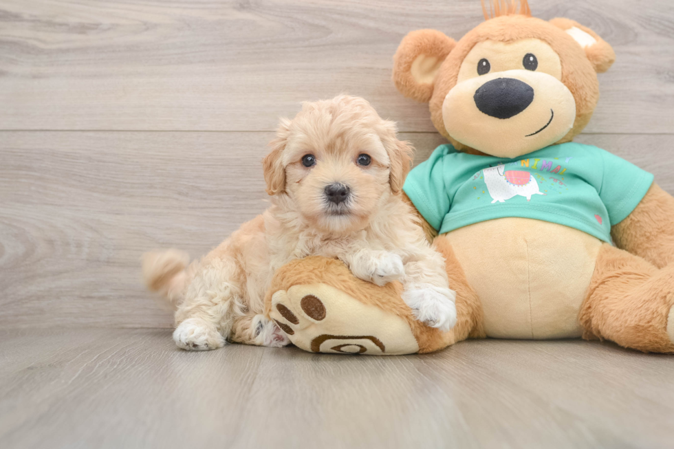 Maltipoo Pup Being Cute