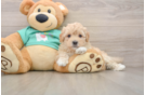 Maltipoo Pup Being Cute