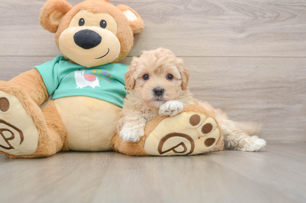 Maltipoo Pup Being Cute